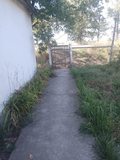 A concrete pathway leads towards a wooden gate in Fanchykovo, Ukraine. The pathway is bordered on the left by a white building with a visible roof overhang and a line of green foliage with some dried stalks. On the right, the pathway is edged by a dense growth of green grass and weeds. Beyond the gate, the ground is covered in dry grass and vegetation. Trees with green leaves are visible in the background, with sunlight filtering through the branches. A rustic wooden fence runs horizontally behind the gate. The scene depicts an outdoor setting with a pathway leading to an entrance.