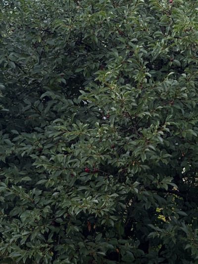 This is a close-up, full-frame, vertical, medium shot of a cherry tree in Seleznivka, Ukraine. The tree is dense with dark green leaves and branches, obscuring much of the background. Scattered throughout the foliage are several ripe, dark red cherries. The lighting is dim, suggesting an overcast day or a heavily shaded area. There are no people or other discernible objects in the frame. The focus is solely on the natural elements of the tree.