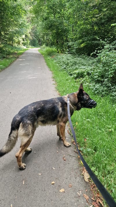 The image shows a German Shepherd dog on a paved path that winds through a wooded area. The dog is wearing a black muzzle and a leash. The path is bordered by lush green grass on the right and dense foliage on the left. The trees are full of leaves, suggesting it is summer or early autumn. The sun is shining, casting dappled shadows on the path and grass. The overall atmosphere is peaceful and natural. The dog appears to be looking up and to the right, perhaps at something off-camera. There are no people visible in the image. The location is Villingen-Schwenningen, Germany.