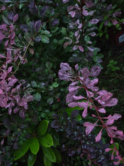 A high-angle, close-up shot shows a patch of ornamental shrubbery, likely in the city of Астра-1 Днт, Russia. The shrubbery features a mix of dark green and variegated pink and green leaves. Many of the leaves are speckled with water droplets, indicating recent rain or watering. The overall lighting is dim, suggesting it is overcast or the photo was taken during twilight hours. The background is a blur of dark foliage, with a hint of what might be a brown planter or pot on the far right. No people or animals are visible in the frame.