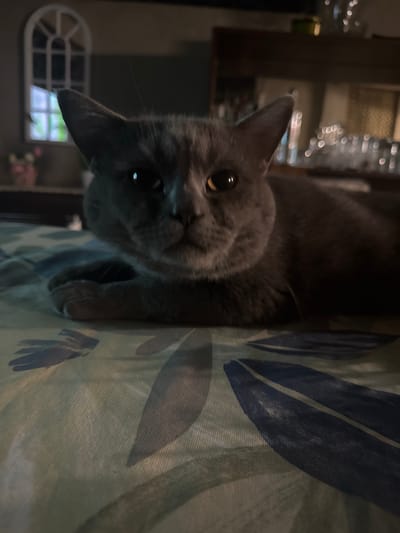 A close-up shot shows a gray cat lying on a patterned surface. The cat is facing the camera with its paws tucked underneath its body. Its eyes are yellow, and it has pointed ears. The background is out of focus, but appears to be a room with furniture and decorative items. There is no discernible information about the location within the city of Batovo, Bulgaria, nor any specific forensic details related to a crime scene.