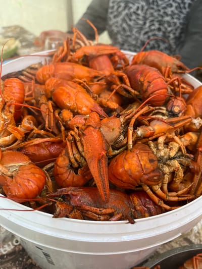 A close-up, eye-level shot shows a white bucket overflowing with cooked crawfish. The crawfish are a vibrant orange-red and have been arranged in a way that showcases their cooked texture and shape. The lighting is bright, highlighting the details of the crawfish's shells, claws, and antennae. In the background, out of focus, a person is visible wearing a patterned shirt. The scene suggests a culinary event or gathering, possibly a crawfish boil, and its location is in the city of Ust-Belsk, Russia.