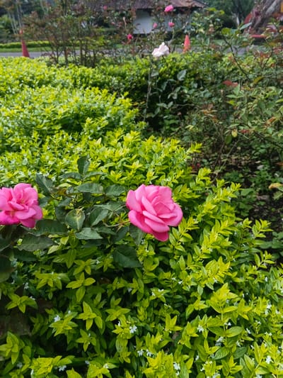 The image depicts a meticulously maintained garden scene in Thành phố Kon Tum, Vietnam. In the immediate foreground and midground, two vibrant pink roses are prominently displayed against a dense backdrop of lush green foliage. The rose on the left is partially obscured by its dark green leaves, while the rose on the right is fully visible, both exhibiting multiple petals in full bloom. Surrounding these roses and extending throughout the lower two-thirds of the frame is a thick groundcover of smaller, bright green leaves interspersed with numerous delicate white flowers. In the background, additional rose bushes with varying shades of pink and white roses are visible among darker green foliage. A portion of a structure, featuring a white wall and a reddish-brown tiled roof, is discernible in the upper right background. A red conical object is partially visible on the far left of the background. No individuals or active interactions are present in the scene.