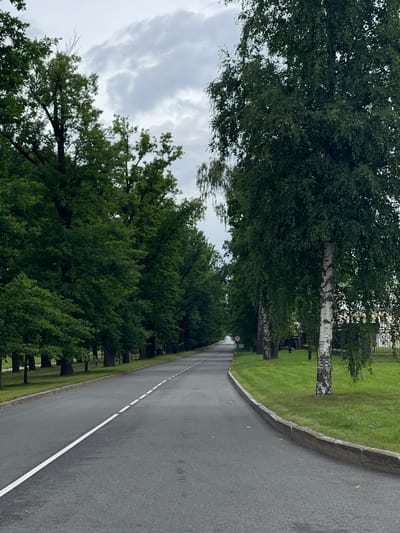 The image shows an asphalt road lined with trees, suggesting it is a park or a landscaped area. On the left side of the road, there is a dense row of mature oak trees with lush green foliage, creating a natural canopy. The road itself is grey with a white dashed line marking the center. On the right side of the road, there is a row of birch trees with their distinctive white bark, and a well-maintained green lawn. In the background, the road curves slightly and leads towards a building visible through the trees, possibly part of the Strelna city's historical sites or parks. The sky is overcast with grey clouds, indicating a cloudy day. There are no people or vehicles visible in the scene. The presence of the trees and the road structure suggests it is a public pathway within a park or estate in Strelna, Russia.
