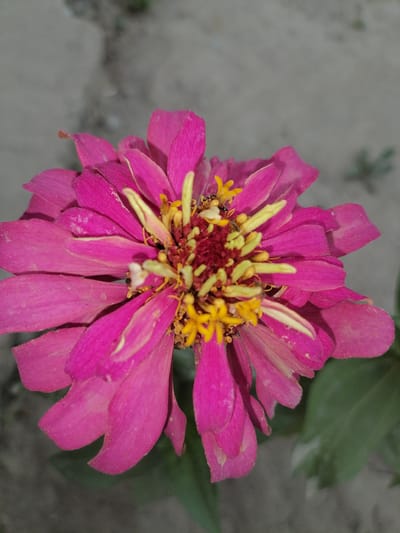 A close-up, top-down shot captures a vibrant pink zinnia flower with a detailed center of yellow stamens and red pistils. Several small, dark insects, likely ants, are visible on the flower's reproductive parts, indicating activity. The flower's petals are broad and slightly wavy, with a soft, velvety texture. The background is a blur of muted tones, with sandy-gray earth and hints of green foliage, suggesting an outdoor setting. The lighting appears natural, casting subtle shadows and highlighting the flower's texture and color. No people are present in the image. The scene is set in an outdoor garden environment, likely in Gumbaz, Uzbekistan, given the natural flora and soil texture.