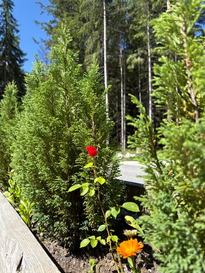 The image depicts a close-up view of a small garden bed featuring a vibrant red rose bloom and an orange calendula flower. These flowers are situated in front of dense evergreen shrubs, likely conifers, that dominate the foreground. In the background, a forest of tall trees, characteristic of a mountainous environment, stretches upwards against a clear blue sky. A paved pathway or road is partially visible behind the shrubs. The presence of these elements suggests a natural setting, potentially within or near the resort town of Panichishte, Bulgaria, known for its mountain landscapes and proximity to Rila National Park. No people are present in the frame. The scene is illuminated by bright sunlight, casting shadows on the ground.