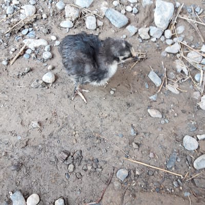 A lone, young chick is depicted in the center of the image, standing on damp, brown soil scattered with numerous small, grey stones and a few dry plant stems. The chick has dark grey and white downy feathers and is facing to the right, with its head tilted down. Its visible leg is pale pink and has small claws. The environment suggests an outdoor, possibly rural setting, with the soil texture and the presence of stones and dry vegetation indicative of natural ground cover. No other subjects or man-made objects are visible in the frame. The scene appears to be captured from a slightly elevated, overhead perspective.