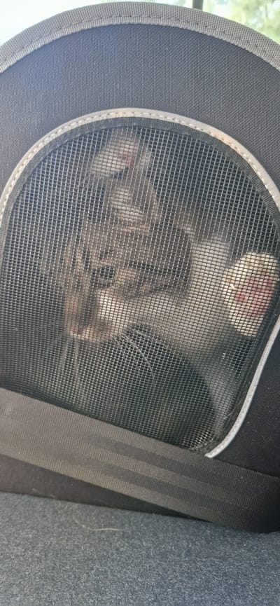 This media file shows a close-up view of a cat carrier inside a vehicle. The carrier is made of black fabric with a mesh window, through which a cat is partially visible. The cat appears to be light brown and grey, with its face obscured by the mesh. A portion of a black seatbelt is visible to the right of the carrier, extending diagonally across the frame. The background is a blurry grey surface, likely the car's interior. The lighting suggests it is daytime, possibly with natural light filtering into the car. There is no visible text in the image. The context provided places this scene in Sigtuna, Sweden.