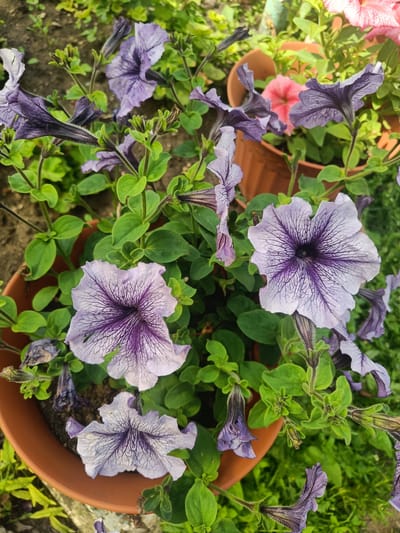 The image is a close-up, overhead view of several purple petunias in a brown pot. The petunias have delicate, trumpet-shaped flowers with dark purple veins radiating from the center. Some flowers are fully open, while others are still buds or partially wilted. The leaves are a vibrant green. In the background, out of focus, are other potted plants, including a pink petunia, and a hint of green foliage. The scene appears to be an outdoor garden setting, possibly a balcony or patio, in the city of Pervomaiskoye, Russia. There are no people or animals visible in the image. The lighting suggests it is daytime, with natural light illuminating the flowers.