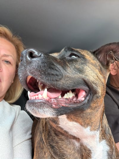 The image, taken in Sedlašek, Slovenia, shows a close-up of a brindle-colored dog and the left side of a woman's face. The dog is positioned in the foreground, with its mouth open, revealing its teeth and pink tongue. The woman, slightly out of focus, is to the left, looking towards the dog. Both subjects appear to be inside a vehicle, with a dark interior and a gray sky visible in the background. The dog's fur has distinct dark and lighter brown stripes, with a white patch on its chest. The woman has blonde hair and is wearing a light-colored sweater.