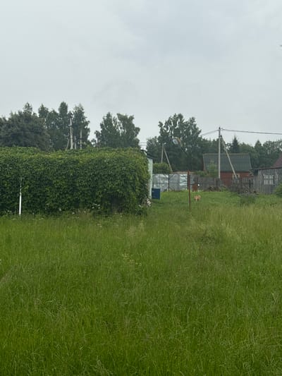 This is a photograph of an overcast day in Северянин Снт, Russia. In the foreground, tall, green grass covers the ground. Behind the grass, a dense hedge of green leaves forms a barrier. To the right of the hedge, a red-roofed wooden house with a dark wooden fence is visible. Further back, there are more trees and a power pole with wires. A small, light-colored animal, possibly a dog, is standing in the grass in front of the house. A greenhouse structure with a blue barrel next to it is located to the left of the house. The sky is a uniform gray.