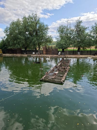 In the city of Bardar, Moldova, a tranquil scene unfolds at a pond. The water, a deep green, reflects the overcast sky with scattered white clouds. The pond is bordered by a rustic wooden fence and lush green trees.

Dominating the pond is a floating wooden platform, constructed from what appear to be pallets, serving as a resting spot for a multitude of ducks and a few white geese. These birds are depicted in various states of repose, some preening, others observing their surroundings.

Beyond the floating platform, a solitary black swan glides gracefully through the water, its sleek form a stark contrast to the lighter-colored birds. In the background, several white swans are visible near the pond's edge, adding to the avian population.

The overall environment suggests a peaceful, natural habitat, possibly a park or a farm, where a variety of waterfowls coexist.