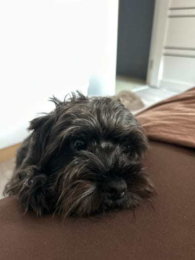 A black, shaggy dog with its head resting on a brown surface is the subject of this close-up photograph. The dog's face is partially obscured by its fur, but its dark eyes and black nose are visible. The background is out of focus and appears to be an indoor setting with a white wall and a brown fabric. The image is taken from a low angle, emphasizing the dog's relaxed posture. The location is Krayevsko-Armyanskoye, Russia.