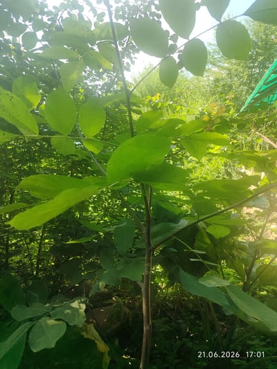 The image shows a close-up view of a young tree with large, bright green leaves, set against a backdrop of dense foliage. Sunlight filters through the leaves, creating a dappled effect. The tree trunk is slender and brown. In the background, there is evidence of other trees and vegetation, suggesting a natural or garden setting. A green structure, possibly a fence or netting, is visible on the right side of the image. The timestamp "21.06.2026 17:01" is present in the lower right corner. The image does not contain any information about the city of Toktogul, Kyrgyzstan, or any people or specific actions.