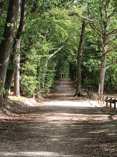 The image depicts a dirt path winding through a sun-dappled forest. The path is lined with trees, some with rough bark and others with smooth. The ground is covered with fallen leaves and small stones. Sunlight filters through the dense green canopy, casting dappled shadows on the path. A rustic wooden fence runs along the right side of the path. The scene suggests a natural, tranquil setting, possibly a park or a nature trail. The location is identified as the Jardin des Plantes in Évreux, France, a botanical garden and park.