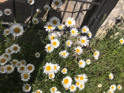 The image depicts a patch of daisies growing in an area with both grass and a brick or stone surface. A black metal grate or fence is partially visible in the lower left corner, suggesting an artificial boundary. The daisies are predominantly white with yellow centers, and they vary in size and density across the frame. The environment suggests an outdoor location, possibly a garden or roadside area. There is no visible indication that the location is Petrykiv, Ukraine. No people are present in the image.