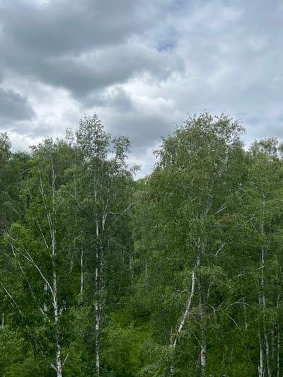 A dense forest of birch trees with white trunks and green foliage dominates the scene, set against a backdrop of a cloudy, overcast sky. The image appears to be taken from an elevated position, looking down into the canopy. The trees are closely packed, creating a textured and layered effect with varying shades of green. The sky is a mix of light and dark grey clouds, suggesting a potentially rainy or stormy day. There are no people or structures visible in the image. The environment is purely natural and wild.