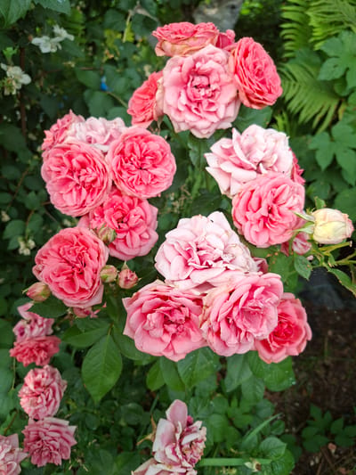 This image depicts a close-up view of a cluster of pink roses in bloom, interspersed with green foliage. The roses are in various stages of opening, with some fully bloomed and others still in bud. The background consists of more green leaves and some out-of-focus white flowers. The overall impression is one of a vibrant garden setting. The image was taken in Lesnaya Byl', Russia.