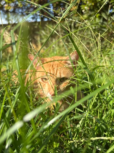 An orange tabby cat is partially concealed in tall green grass. The cat's head and upper body are visible through the dense grass blades. The image is taken in daylight, with some of the scene out of focus. The location is Cemagi, Indonesia.