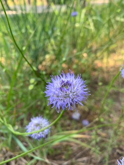 This media file features a close-up, slightly tilted view of a vibrant purple flower with a spherical bloom composed of many small, spiky petals. The flower's central part appears to be a lighter shade of purple or white, with delicate stamens extending outwards. Another, smaller, out-of-focus purple flower is visible in the lower right portion of the image.
The setting is outdoors, likely a field or garden, with lush green grass and foliage filling the background. The background is largely blurred, with patches of soft, warm light suggesting either sunlight filtering through leaves or a sunny day. The overall atmosphere is serene and natural. There is no visible text, people, or indication of a specific time of day or weather conditions beyond the suggestion of daylight. The location is Hostomel, Ukraine.