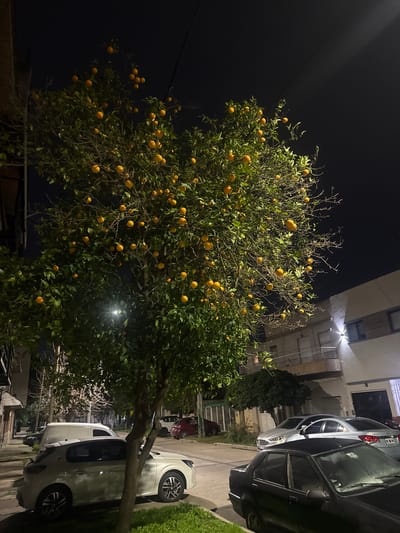 The image depicts a nighttime street scene in Sarandí, Argentina. A mature orange tree, laden with bright orange fruit, is prominently positioned in the foreground, its branches extending upwards and outwards. The tree is illuminated by a combination of streetlights and possibly lights from the surrounding buildings, casting a warm glow on the fruit and foliage.

To the left of the orange tree, a white van is parked on the street. Further down the street, a silver sedan is parked, and behind it, a dark-colored sedan is visible.

In the background, residential buildings line the street. The architecture suggests a typical urban environment in Sarandí, with balconies and windows visible. A streetlight illuminates a portion of the building on the right, casting a beam of light upwards. The sky is dark, indicating it is night, with power lines stretching across the upper part of the frame. The overall scene is one of a quiet, residential street at night, with the vibrant orange tree serving as a striking focal point.