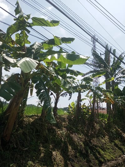 This image depicts an outdoor scene in Beteng_Pangkhar_Somthrang, Bhutan, under clear daylight conditions. The foreground and mid-ground are dominated by a dense cluster of multiple banana trees with large, green leaves, positioned on a grassy, sloping embankment. Beyond this vegetation, a bright green field, possibly a rice paddy, is visible stretching horizontally across the mid-ground left. In the background, against a bright blue sky with sparse white clouds, numerous dark-colored overhead wires traverse the frame horizontally. A tall, dark lattice telecommunication tower stands prominently on the right side of the background, partially obscured by banana trees. Faint glimpses of red-tiled rooftops are discernible in the distant background, suggesting residential or agricultural structures. No individuals or discernible activities are present within the frame.
