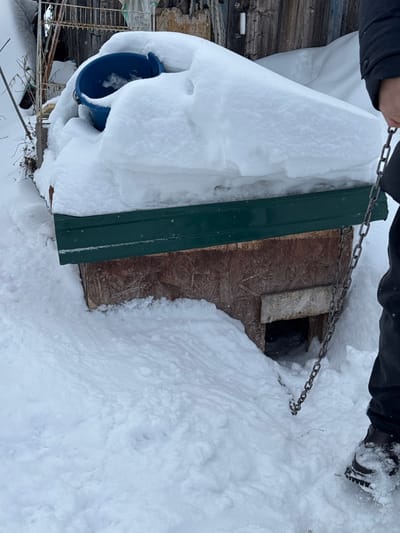 This image depicts a snow-covered outdoor scene in the city of Probuzhdenie, Russia, during winter. The central subject is a doghouse constructed from light brown oriented strand board (OSB) or similar plywood, featuring a dark green metal trim or flashing along its upper front edge. The doghouse's roof and upper structure are heavily blanketed by thick white snow, exceeding the height of the green trim. A blue plastic bucket, partially filled with snow or ice, rests on the snow pile atop the doghouse. A rectangular entrance opening is visible on the front of the doghouse, with snow accumulated around its base.
To the right, the lower right leg and foot of an individual are visible, clad in dark pants and a dark, presumably insulated, boot with snow dusting its surface. This individual's hand, partially visible at the upper right edge of the frame, is holding a metallic chain. The chain extends downwards, partially obscured by snow, towards the vicinity of the doghouse entrance, suggesting it is attached to an unseen object or animal, likely a dog, near or within the doghouse. The ground throughout the visible area is covered in deep, undisturbed white snow, with some subtle contours and drifts visible. In the background, partially obscured by snow and the doghouse, are fragments of what appears to be a rustic wooden structure or fence and sparse vegetation.