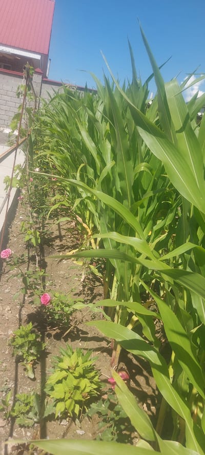 The image depicts a sunny day in a garden setting, possibly in Ынтымак, Kyrgyzstan, with a row of tall, green corn stalks dominating the right side of the frame. To the left of the corn, a narrow garden bed runs parallel, containing several plants. Two pink roses are in bloom on a bush, and other green foliage is visible. In the background, a building with a red metal roof and a brick wall is present, along with a clear blue sky. The ground appears to be dry soil with scattered debris. No people are visible in the scene.