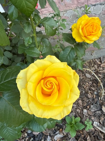 This image depicts a close-up view of two yellow roses in a garden setting, likely in Liubymivka, Ukraine. The foreground is dominated by a large, fully bloomed yellow rose with tightly curled petals in the center, transitioning to wider, softer petals at the edges. To the upper right, a second, smaller yellow rose is partially visible, also in bloom. The roses are surrounded by lush green foliage. In the background, a textured surface of interlocking grey and pinkish-brown stones suggests a pathway or patio. The ground around the roses is covered in dark brown mulch, with a few small green plants emerging. The overall scene conveys a natural, serene garden environment.