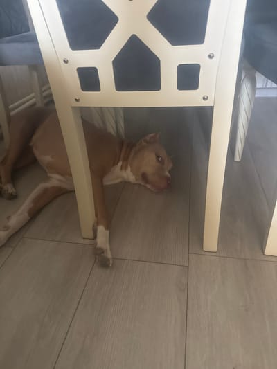 A tan and white pit bull dog is lying down on a floor beneath a light-colored shelf. The dog is on its side, with its head tilted up and looking towards the left side of the frame. Its front paws are extended, and one paw is resting on the edge of the shelf. The shelf is white and has a decorative cutout design. The floor appears to be made of light-colored wood planks. The lighting in the scene is dim, suggesting it could be indoors during the day or at night. The dog appears relaxed. There is no visible text in the image. The image was taken in Metsamor, Armenia.