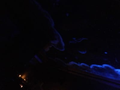 The image depicts a nocturnal coastal scene in Long Beach, United States. The primary subjects are distinct patterns of electric blue bioluminescence against an overwhelmingly dark background, indicating low light conditions. In the lower right quadrant, a continuous, undulating line of bright blue glow is present, consistent with breaking waves or turbulent water containing bioluminescent organisms. Above this line, several discrete, elongated, and irregularly shaped blue luminous forms are visible, seemingly suspended within the dark water. The upper left portion of the image is featureless black. In the lower left quadrant, a series of distant, blurred, warm orange-yellow artificial lights are faintly discernible, indicating the presence of an urban area or coastline beyond the immediate marine environment. No human subjects, vehicles, or specific human-made structures are directly identifiable within the illuminated areas of the frame. The scene presents a natural phenomenon occurring in a marine setting at night.