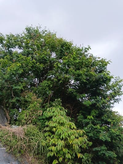 The image captures a dense, vibrant green natural landscape under an overcast sky, characteristic of the Nebilver (Tegal) Admin Centre in Papua New Guinea.
A large, mature tree dominates the upper and central portions of the frame, showcasing abundant dark green foliage. Its leaves are small and appear to be compound, and numerous branches display small, light reddish-brown or pinkish structures at their tips, likely developing flowers or young fruits. These structures are more prominent in the upper-central area of the canopy.
Below and to the right of this main tree, a cluster of smaller plants with noticeably lighter green, broader, elliptic leaves is visible. Many of these leaves feature yellowish edges or are accompanied by tiny yellow growths, suggesting fresh growth or forming blooms. In the bottom left corner, a tangle of dry, straw-like vegetation is present, along with a dark, amorphous object, possibly a discarded tarp or part of a structure.
The sky above is uniformly light grey, indicating overcast weather with no direct sunlight, suggesting either an early morning, late afternoon, or a generally cloudy day. No people, discernible activities, or visible text are present in the image.