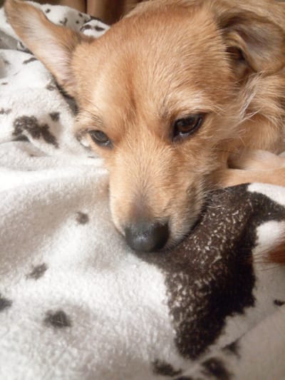 The image shows a close-up of a light brown dog's face resting on a white and brown patterned blanket. The dog's eyes are partially closed, and its head is tilted. The blanket appears to be soft and plush. The scene is indoors, likely in a home setting. There is no indication of the location being in Pskov, Russia, as no landmarks or specific details suggest this.
