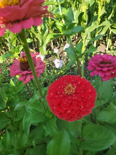 This image depicts a close-up view of several zinnia flowers in varying stages of bloom, set against a backdrop of tall, green corn stalks and other smaller plants. In the foreground, a large, bright red zinnia is sharply in focus, its densely packed petals forming a vibrant sphere. To the left and slightly behind it, a pink zinnia is visible, its petals radiating outwards from a darker, textured center. Another, larger pink zinnia is partially visible in the upper left quadrant of the image, out of focus and slightly blurred. In the middle ground, several smaller, pale purple and white flowers, possibly petunias or similar, are scattered amongst the greenery. The corn stalks are lush and green, with visible stalks and leaves, suggesting a garden or agricultural setting. The ground appears to be soil, with some sparse vegetation. The lighting suggests it is daytime, possibly morning or late afternoon, with sunlight filtering through the plants. This scene is located in the city of Konstantinovka, Moldova. There are no people or animals visible in the image.
