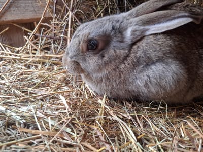 A close-up shot captures a greyish-brown rabbit nestled in a thick bed of hay within an enclosure. The rabbit is positioned on the right side of the frame, facing left. Its left eye, dark and glistening, is clearly visible, along with its furry left ear. The fur on its body appears soft and dense, with variations in shades of brown and grey.
The rabbit's head is slightly raised, suggesting it is alert but calm. It is surrounded entirely by dried hay or straw, which forms its bedding and fills the foreground and midground of the image. In the upper left background, part of a wooden structure, likely a wall or a beam of a hutch, is visible, indicating an enclosed environment. The lighting is soft and diffused, highlighting the texture of the rabbit's fur and the individual strands of hay. There is no visible text in the image. The scene suggests a quiet moment of rest for the rabbit in its habitat in Ludorvai, Russia.