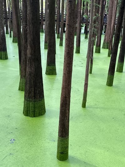 This image shows a dense forest of bald cypress trees standing in bright green, algae-covered water. The trees are tall and slender, with their trunks emerging from the water and their bases covered in moss. A wooden boardwalk is visible in the background, elevated above the water and with people walking on it. The scene appears to be a natural swamp or wetland environment. This location is likely the Hangzhou Botanical Garden in Lin'an District, China, known for its extensive collection of wetland plants and its cypress forest.