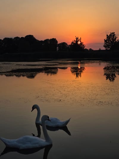 This is a vertical-oriented photograph taken at sunset in Holíč, Slovakia. The scene depicts a tranquil body of water reflecting the warm hues of the setting sun, which appears as a bright orange orb peeking through silhouetted trees on the left side of the frame. The sky transitions from a soft orange near the horizon to a paler yellow and then a muted gray at the top.
Two white swans are the main subjects in the water, positioned on the right side of the image. They are partially submerged, with their distinctive white feathers and graceful necks visible. One swan is slightly in front of the other, and both appear to be feeding or foraging in the water, with their heads down. The water's surface is rippled, with a textured appearance due to reflections and perhaps some aquatic vegetation.
The reflection of the trees and the sunset creates a mirror image on the water's surface, adding depth and symmetry to the composition. The overall mood of the image is serene and peaceful, capturing the quiet beauty of nature at dusk. There is no visible text in the image.