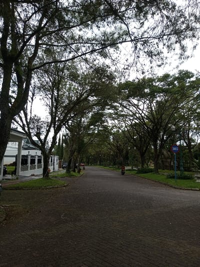 A quiet asphalt road stretches under a canopy of tall trees, their branches intertwining overhead. A scooter moves along the road towards the distance. A white house stands to the left, while manicured greenery lines the road's sides. A speed limit sign marks the right side. The sky is overcast.