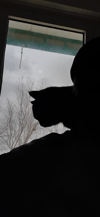 The scene is an interior view looking out a window in Qorovulbozor, Uzbekistan. In the immediate foreground, a dark silhouette of a domestic cat is observed in profile, facing left. The cat's head and upper body are positioned above and partially in front of a larger, dark silhouette representing a human's shoulder and the back of their head, both oriented towards the window. The window pane exhibits a vertical streak of dried residue. Beyond the window, the exterior environment consists of an overcast, grey sky. Bare, leafless branches of deciduous trees are visible against the sky. Above the transparent portion of the window, a section of an exterior building structure is visible, characterized by a light-colored surface topped with a horizontal green band.