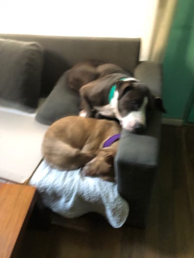 Two dogs are resting on a gray sectional sofa indoors. One dog is gray and white with a green collar and is lying across the top of the couch. The other dog is brown and is curled up on a white patterned blanket on the edge of the sofa and is wearing a purple collar. The sofa is adjacent to a wooden floor. The location is inferred to be Beccar, Argentina, based on the user's request, though there are no visible landmarks or identifiers in the image to confirm this.