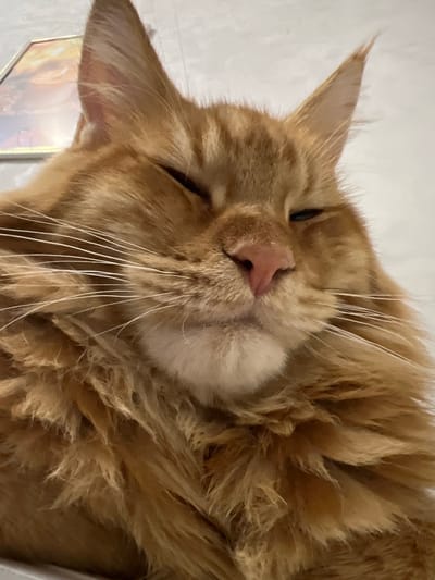 A close-up, low-angle shot shows the face of an orange tabby cat with its eyes partially closed. The cat has prominent white whiskers and fluffy fur. In the background, a framed picture with a sunset scene is visible on a textured wall. The image is taken from the perspective of someone looking up at the cat. The location in Markova, Russia is not identifiable from the image.