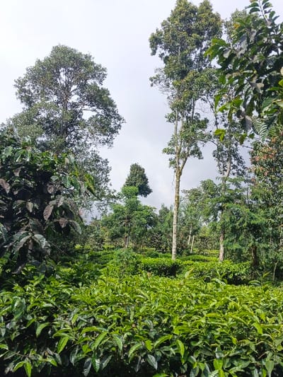 The image displays an expansive agricultural landscape in Nanlao, China, identified as a tea plantation under an overcast sky. The foreground is dominated by dense, vibrant green tea bushes, meticulously cultivated in rows, with individual leaves and fresh shoots clearly discernible. Rising in the midground and background are numerous tall trees of varying species, some with prominent pale, smooth trunks and dense green canopies, others appearing darker and more heavily foliated. The terrain exhibits a gentle slope, consistent with agricultural terracing. No human figures, structures, or any specific activities are visible within the frame.