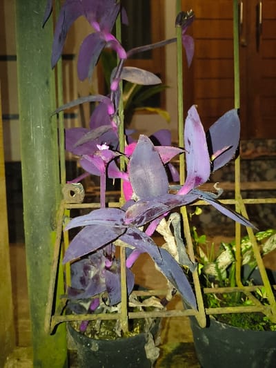 In the city of Tarqumiyah, Palestinian Territory, the scene depicts a purple-leafed plant, consistent with *Tradescantia pallida*, in a black plastic pot, illuminated at night. The plant displays dark purple foliage and stems, with small white-pink flowers visible on some branches. It is supported by a rectangular metal trellis, which appears greenish or rusted. To the left, a dark green vertical pole is partially visible. Adjacent to the main plant on the right, another black pot contains a plant with variegated green and white leaves, accompanied by small green sprouts and moss. The background is blurred, showing a brown wooden door or panel and a light-colored horizontal surface beneath it. No individuals are present.