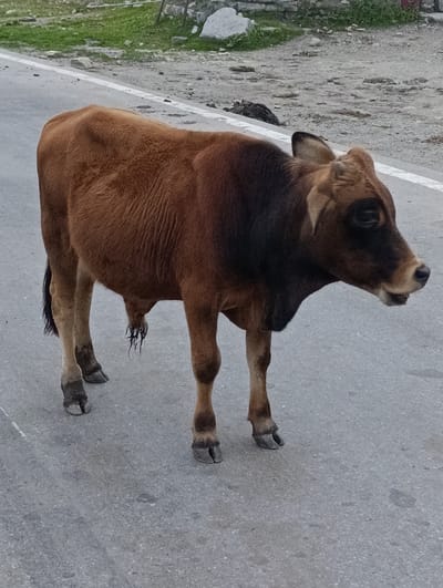 A brown cow stands on an asphalt road in Marhi, India. The cow is facing to the right, with its head turned towards the viewer. It has a dark brown patch on its face and neck, and its body is a lighter brown. The cow is a young adult, with visible ribs and a slightly hunched back. The road is paved and appears to be a rural road, with a white line painted on the left side. The background is a mix of gravel and grass, with some rocks and vegetation. The sky is not visible. The image is taken from a medium distance, with the cow occupying most of the frame.