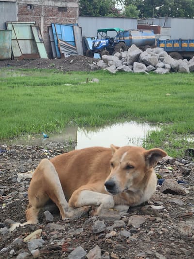 A medium shot captures a tan-colored dog resting on a rocky, debris-strewn ground in Padli, India. The dog is lying down with its head turned to the right, its eyes are open and it appears to be looking at something off-camera. Its ears are perked up slightly. The ground is covered with a mixture of soil, stones, and small pieces of refuse, including some white plastic and crumpled paper.
In the middle ground, a patch of vibrant green grass is visible, with a shallow body of water reflecting the overcast sky. A blue plastic bottle floats in the water. Further back, a blue tractor with a green canopy is parked next to a large trailer filled with water. Behind the tractor and trailer are several piles of large, gray stones. The background includes a rough brick building and corrugated metal structures, suggesting an industrial or construction area. The overall scene depicts a somewhat neglected urban or semi-urban environment.