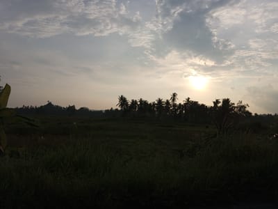The image depicts a serene landscape at sunrise in Blang Mee, Indonesia. The sun, a bright orb with a soft halo, is positioned in the upper right quadrant of the sky, casting a warm, diffused light across the scene. Wispy clouds, illuminated by the sun's rays, stretch across a pale sky, creating a sense of depth and atmosphere.
In the middle ground, a line of silhouetted palm trees forms a distinct horizon, separating the sky from the earth. Beyond the palms, rolling hills are faintly visible, their shapes softened by the early morning light. The foreground is dominated by tall, dark green grass, which appears to be in a field or meadow. This grass is dense and somewhat obscures the land behind it.
The overall impression is one of tranquility and natural beauty. The low angle of the sun suggests it is early morning, and the absence of any people or artificial structures contributes to the feeling of a peaceful, untouched natural environment. The image captures a moment of quietude in the Indonesian countryside.