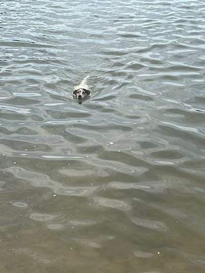 A dog with brown and white markings on its face and a white body swims in murky water. The dog is facing forward, looking towards the camera. The water is disturbed with ripples, suggesting movement. The bottom edge of the image shows a slight view of the shore, which appears to be made of dirt or sand. The overall scene is likely outdoors, possibly a lake, river, or pond in the Пярэжырскі сельскі Савет, Belarus.