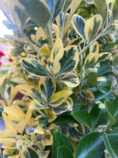 This media file is a close-up, overhead shot of variegated leaves of a plant, likely a shrub. The leaves are oval-shaped with pointed tips and serrated edges. They display a marbling pattern of dark green and creamy yellow. Some leaves are predominantly green with yellow edges, while others are mostly yellow with green splotches. Small, pale green clusters of buds or tiny flowers are visible on some stems. The lighting suggests it is daytime, likely outdoors, given the natural greenery and the way light filters through the foliage. The background is filled with more leaves, some solid green and some variegated, creating a dense, naturalistic effect. The overall impression is one of lush, vibrant plant life. There are no people, objects, or text visible in the image. The location context provided is Branipole, Bulgaria, suggesting this plant is likely found in a garden or natural setting there.