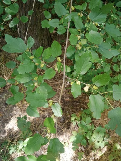 In Vlasivka, Ukraine, an outdoor scene captures a cluster of white mulberries growing on a branch. The mulberries, appearing as small, segmented fruits, are clustered together on a thin, brown stem. They are surrounded by vibrant green leaves with serrated edges. The background consists of dry, brown grass and the rough bark of a tree trunk. The lighting suggests a sunny day, with some dappled sunlight filtering through the leaves.