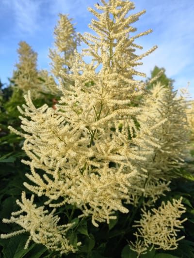 This is a vertical, close-up, outdoor photograph of feathery, creamy-white flowers, likely from a Goatsbeard plant (Aruncus dioicus). The flowers are clustered on tall, spiky plumes, with many individual florets creating a fuzzy texture. The foreground is dominated by these plumes, some of which are sharp and in focus, while others are softer and in the background. Dark green foliage is visible beneath the flowers.

In the background, the sky is a vibrant blue with thin, wispy white clouds, suggesting a clear day. The lighting indicates it is likely daytime, possibly late afternoon or early morning, given the warm tone of the flowers. The setting appears to be a garden or natural landscape in Slaka, Sweden, given the contextual information. There are no people or text visible in the image. The overall mood is peaceful and natural, highlighting the beauty of the blooming plants.